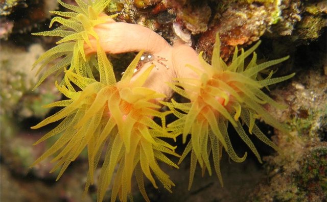 A crab sits on a stone coral.