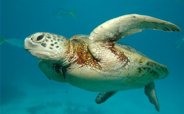 A sea turtle swims in the Great Barrier Reef.