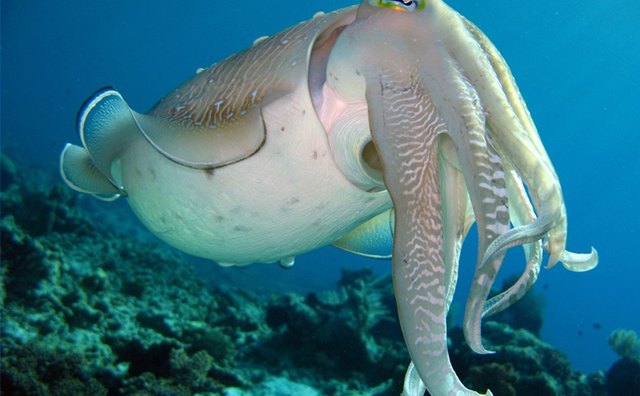 Reefs are home to many species such as cuddle fish.