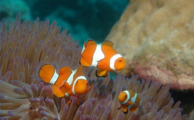 Coral reefs are an important medical resource.
