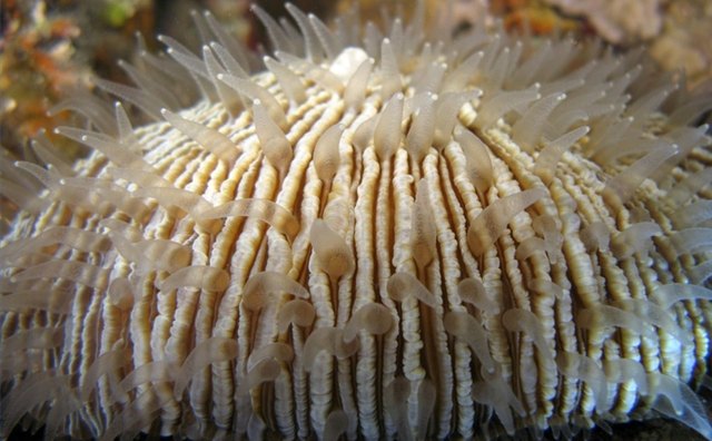 Tousands of species such as mushroom coral form reefs.