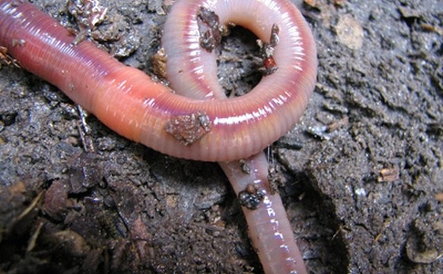 Nightcrawlers are the universal bait for all freshwater species.