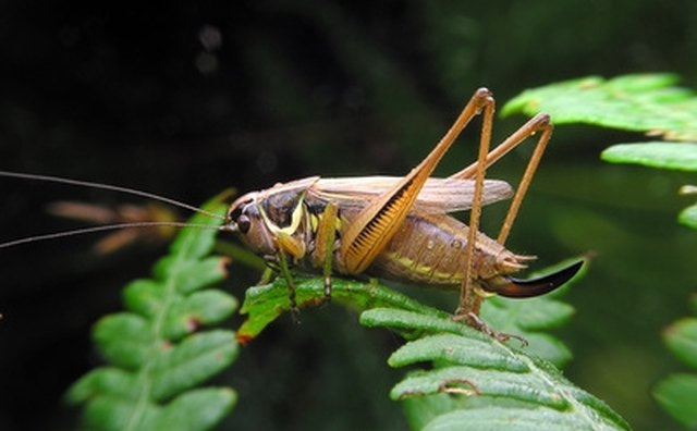 Grasshoppers, cicadas and crickets are good bass and bluegill snacks.