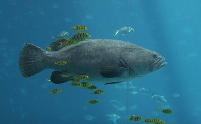 You'll need a bit of luck to catch a grouper from the shore; try casting around rock piles or docks.