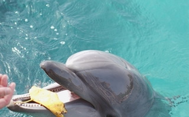 Feeding is one way to interact with these friendly marine mammals.
