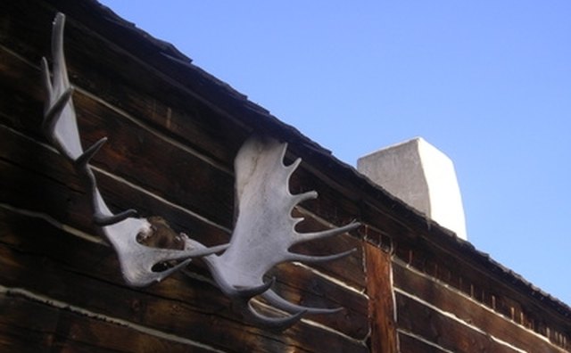 Trophy antlers are sometimes hung outside of the house.