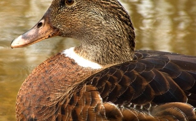 The 8 gauge shotgun was too large to be practical for duck hunting.