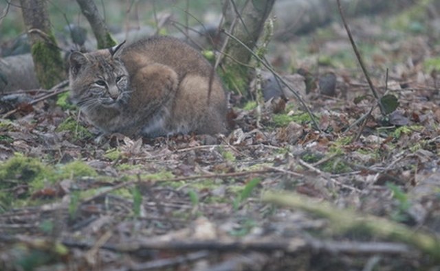 Bobcats can be hunted or trapped in West Virginia.