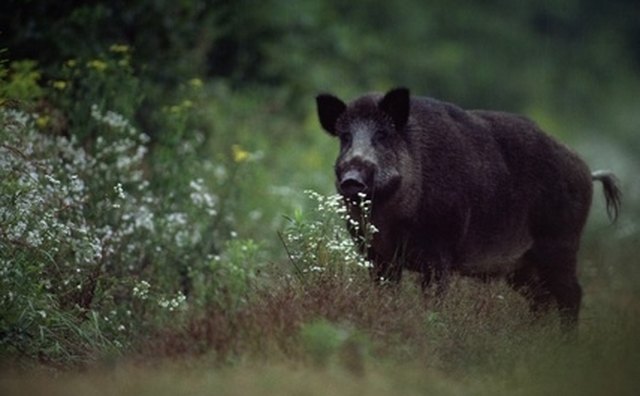 Wild boar can be hunted in four West Virginia counties.
