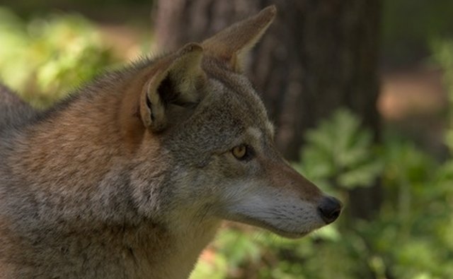 It is legal to hunt coyote all year long in West Virginia.