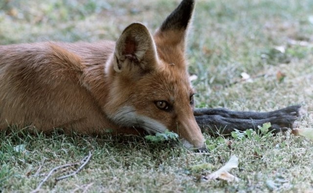 Gray and red fox may be hunted in West Virginia.