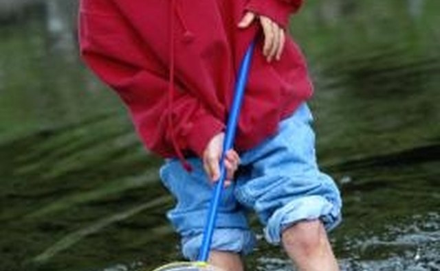 Trapping minnows yourself can yield larger minnows than bait shops offer.