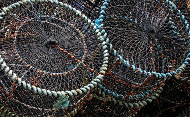 Ring nets are used to catch crab.