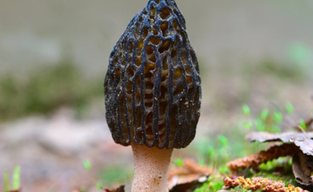 Morels are one of the more distinctive mushrooms.