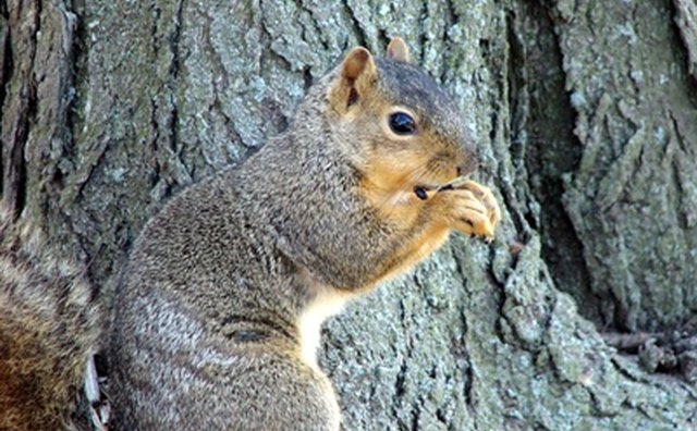 Surprise a squirrel during your camera scavenger hunt.