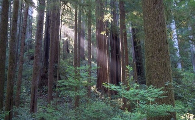 Many visitors to California's parks come to see the famous giant redwoods.