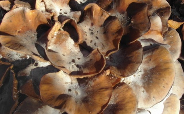 Ear mushrooms grow from the sides of tree trunks.
