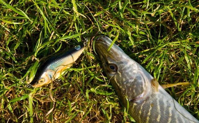 Pike next to fa ishing lure resembling local forage size and type.