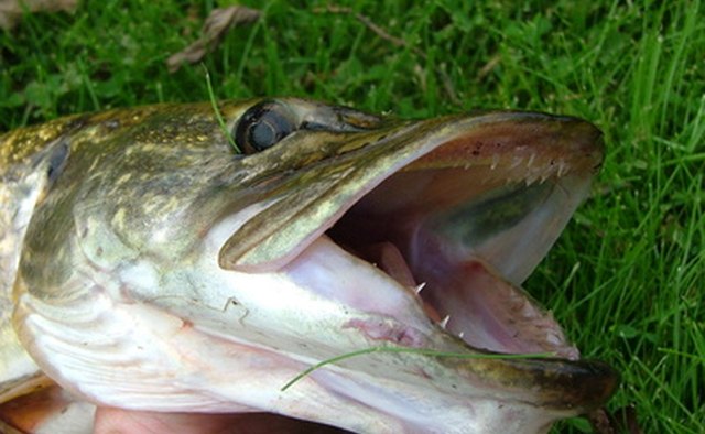 Mouth showing teeth of northern pike.