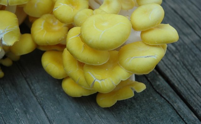 Oyster mushrooms have nearly no stalk and grow in tiers.