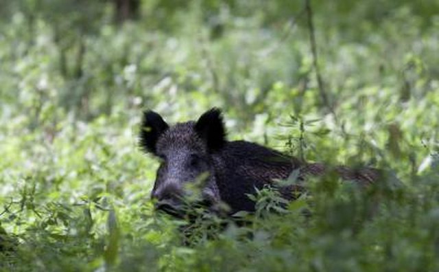 A wild hog walks through lush green bushes in summer.