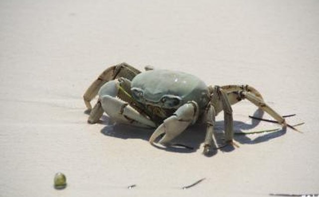 Crab on beach in Mexico