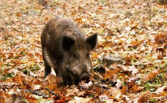 Wild boars carry diseases that can infect livestock, wildlife and people.