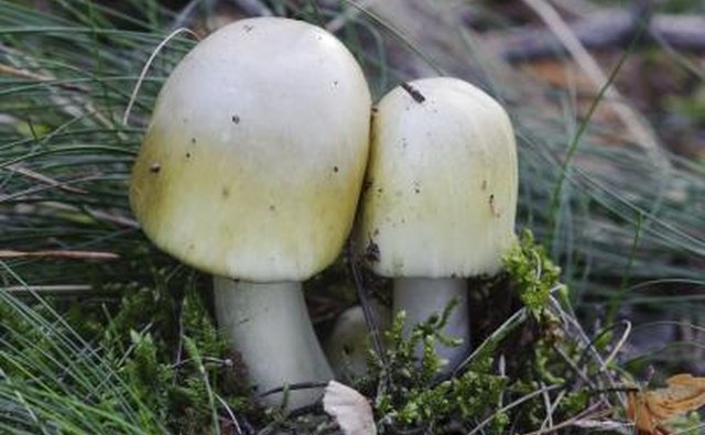 A close-up of two death cap mushrooms growing by a log.