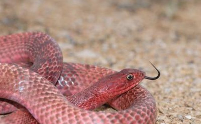 Texas law protects 13 species of snake.