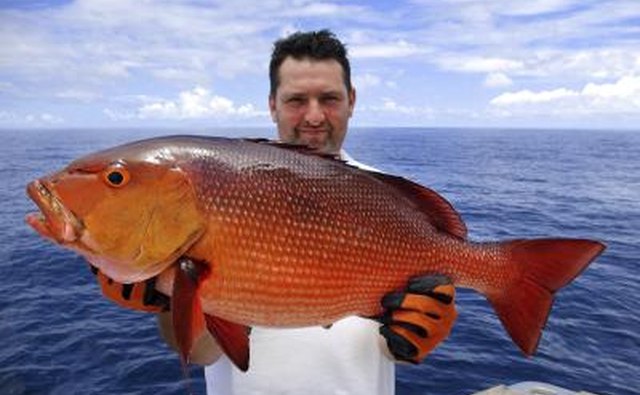 Fisherman holding a very large red snapper