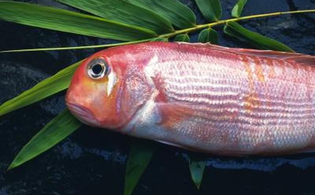Tilefish on bamboo leafe