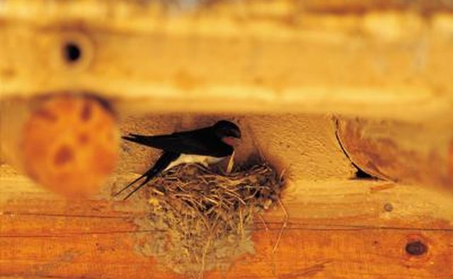 The barn swallow chooses manmade locations.
