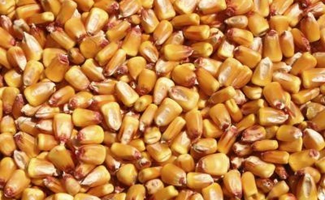 Shelled corn works as deer bait.