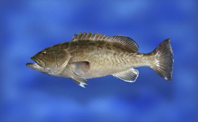 Gag grouper