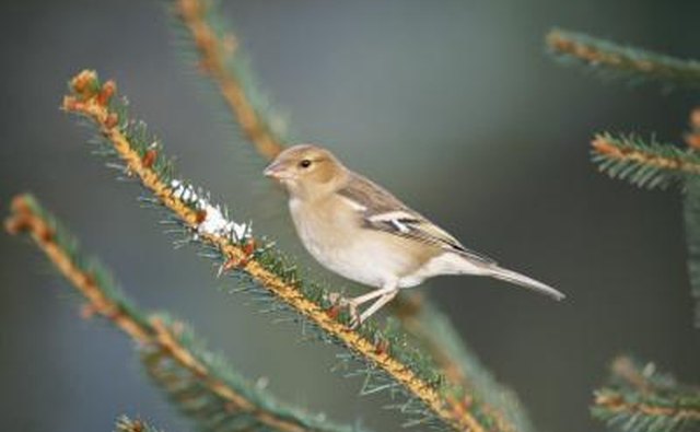 Sparrow