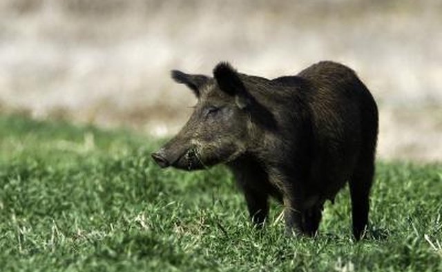 There is no ban on harvesting feral swine encountered in the wild.