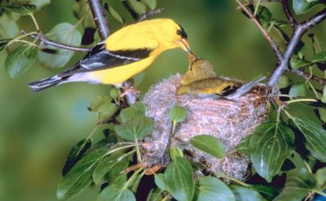 American Goldfinch