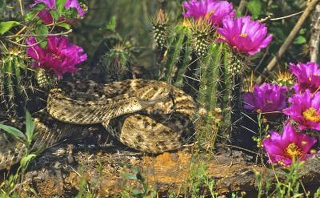 Texas has rattlesnake roundups.