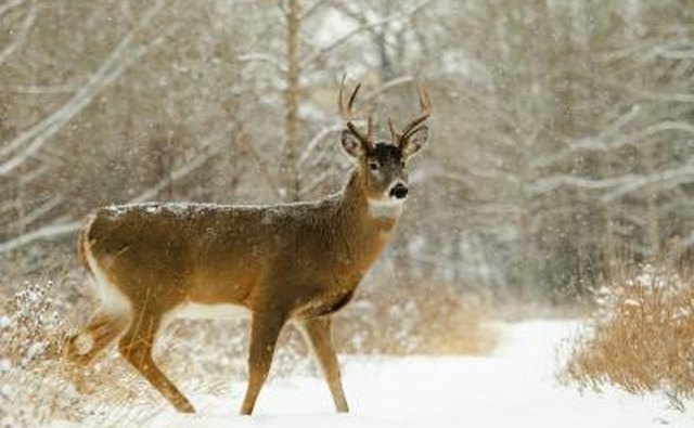 White-tail deer