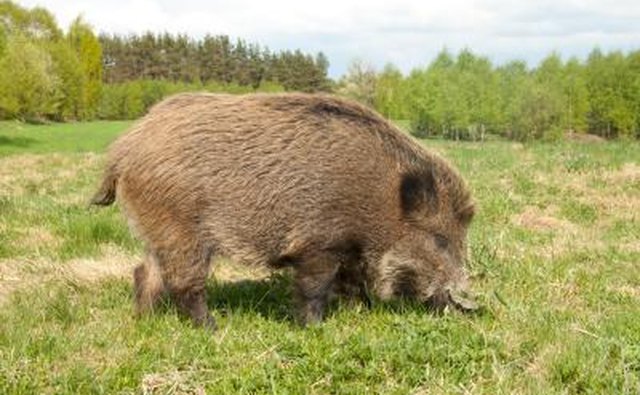 There have been many sightings of wild boar in Ohio.
