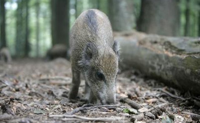 Non-native feral swine are also called European boar, wild hogs or razorbacks.