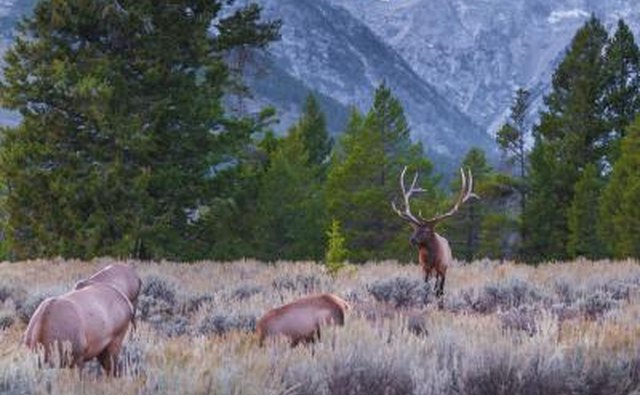 GMU 56 is located within the Rocky Mountains.