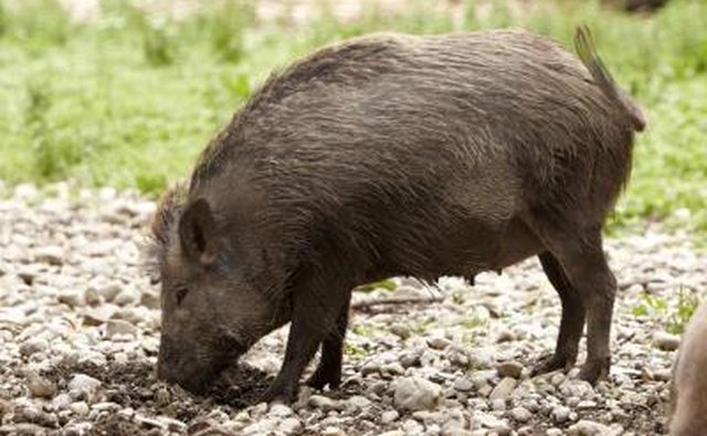 A wild hog burrows into the ground looking for food.