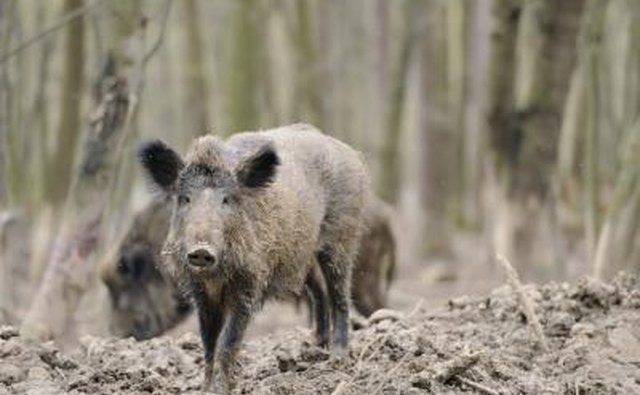 Two wild hogs in the backcountry.