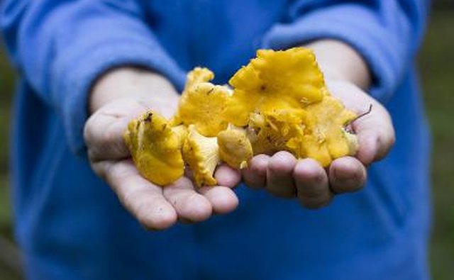 A man holds up a handful of golden chanterelles.