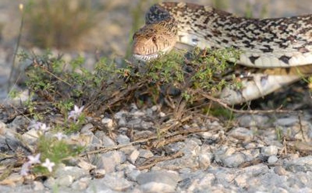 Snakes in Texas are considered non-game wildlife.