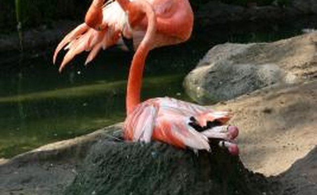 The flamingo pulls mud into a mound at its feet.