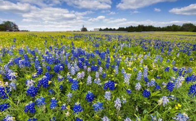 Herpetologists enjoy looking for snakes in Texas.