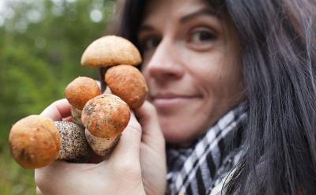 A woman holds a handful of boletes.