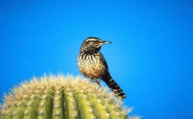 Cactus Wren